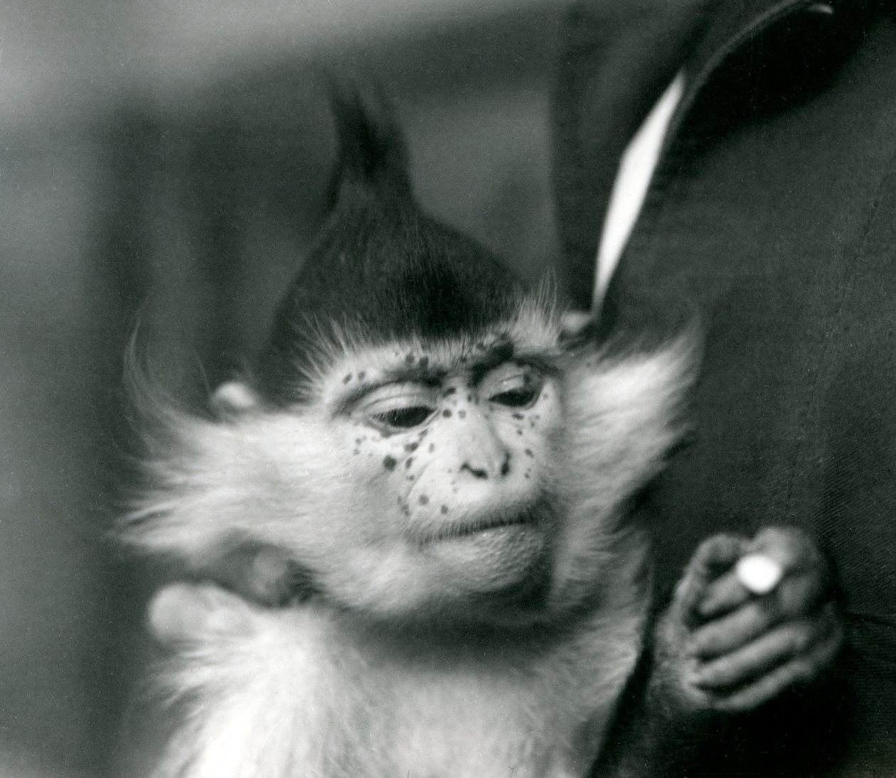 En målmand holder fregner, en Black Crested eller Congo Mangabey, London Zoo, 1924 af Frederick William Bond