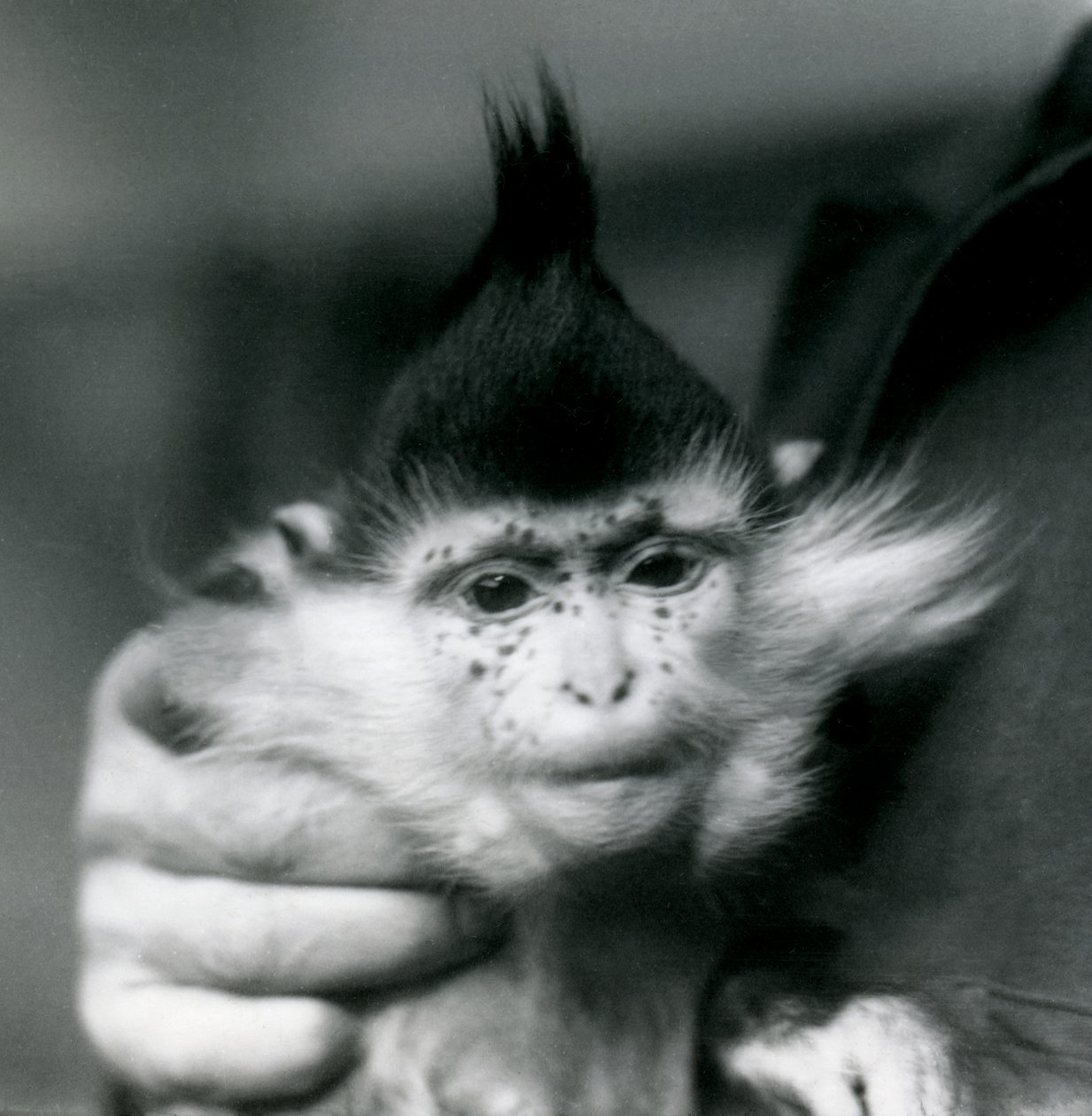 En målmand holder fregner, en Black Crested eller Congo Mangabey, London Zoo, 1924 af Frederick William Bond