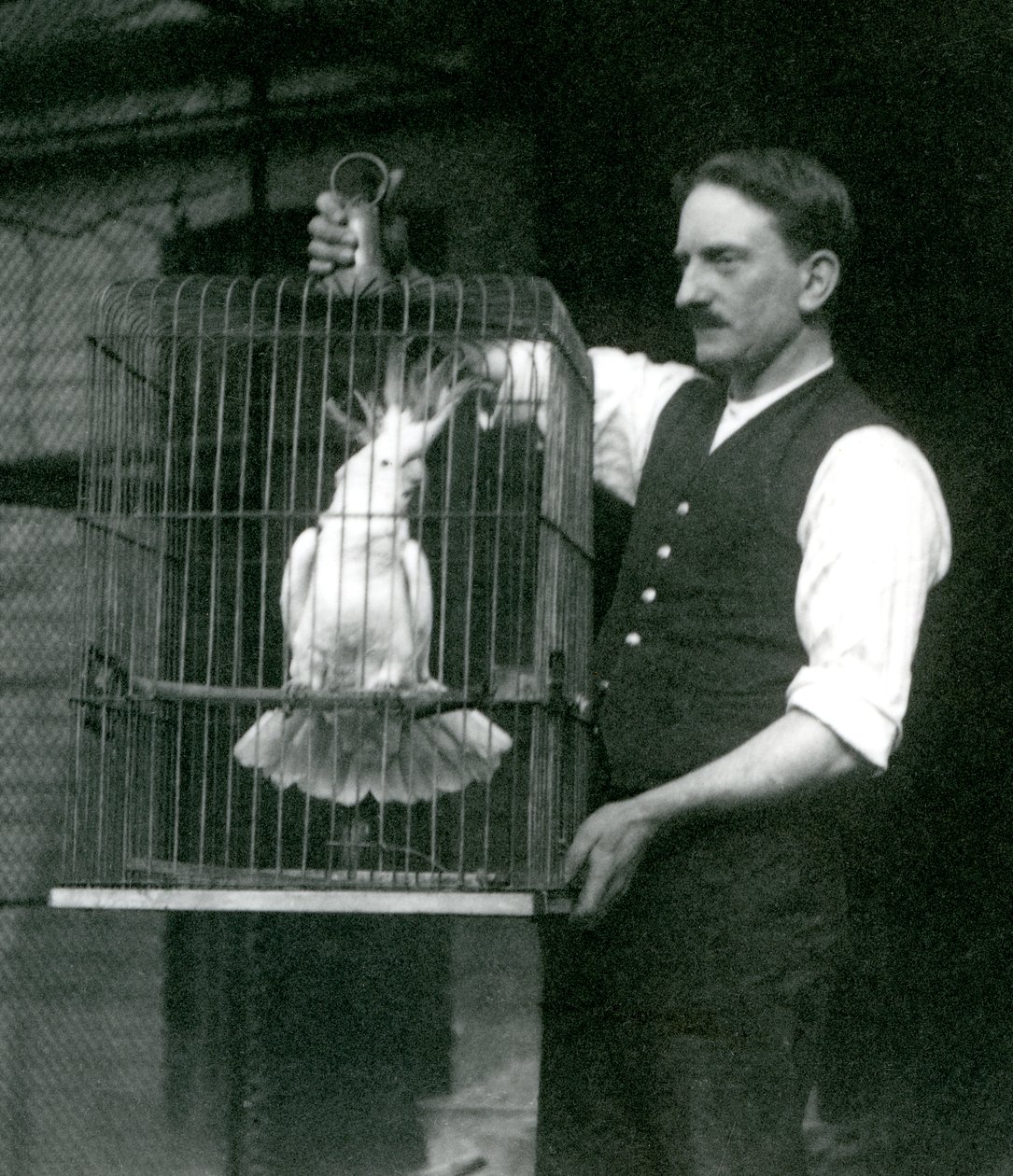 En målmand holder en Sulphur Crested Cockatoo, Jade, i sit bur i London Zoo i oktober 1924 af Frederick William Bond