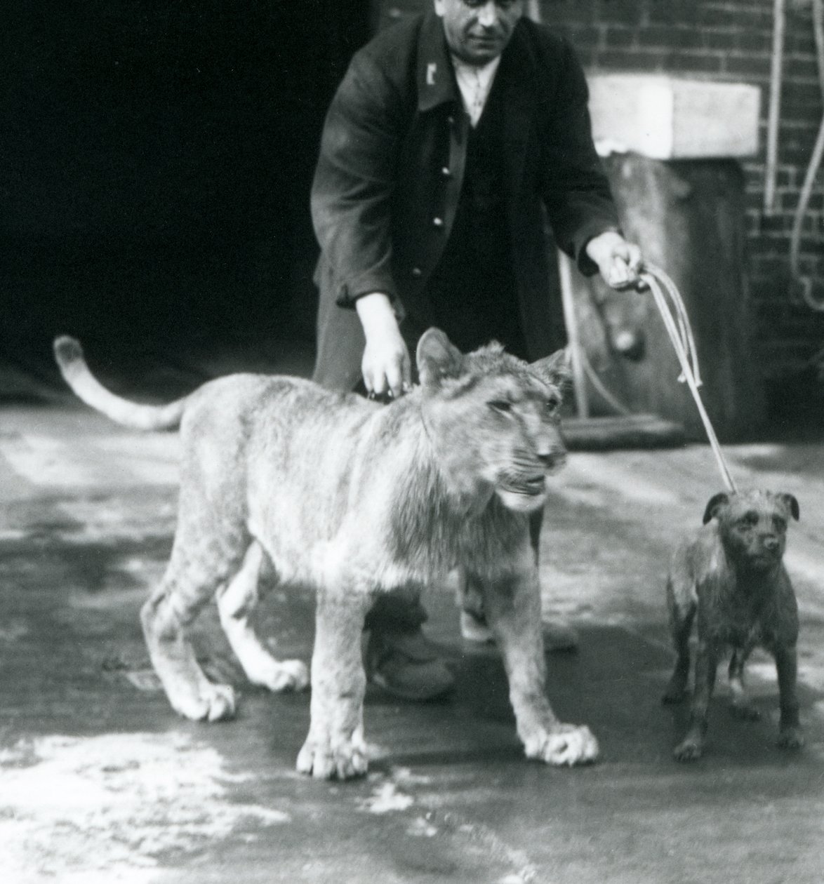 En vogter tager en hund og en ung løve en tur, London Zoo, august 1925 (s/h-foto) af Frederick William Bond