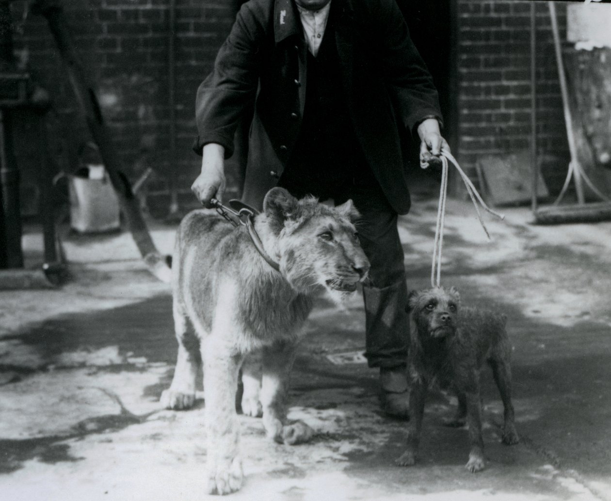 En keeper tager en irsk terrier og en ung løve en tur på snor, London Zoo, september 1925 af Frederick William Bond