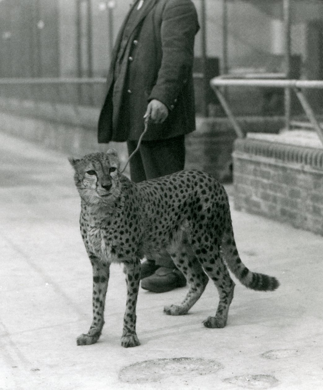 En målmand med en gepard i snor, London Zoo af Frederick William Bond