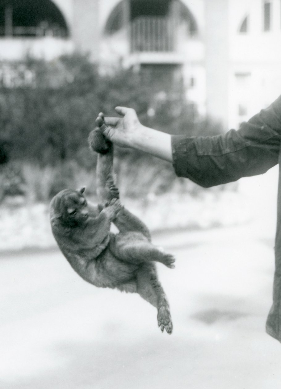 En kinkajou suspenderet fra en målmandsfinger ved sin gribehale, London Zoo, september 1925 af Frederick William Bond