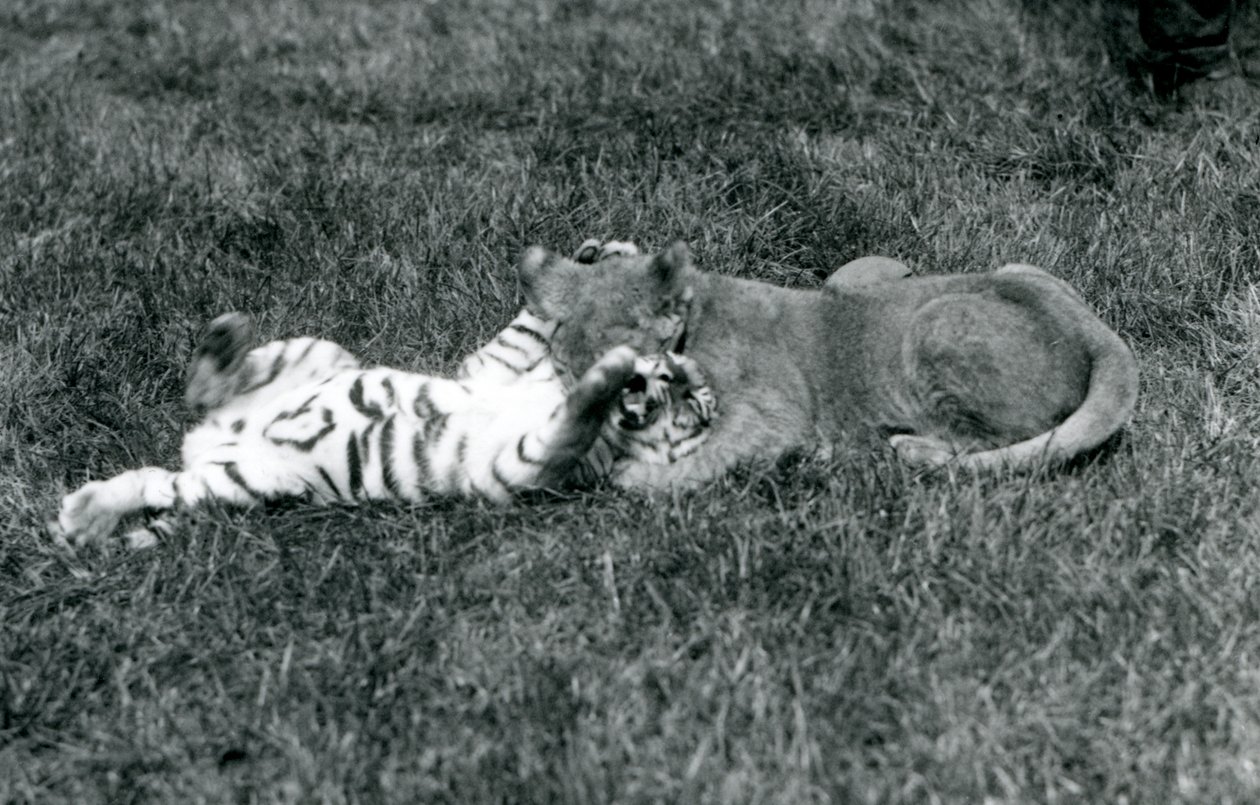 En løve- og tigerunge kæmper på græsset, London Zoo, september 1925 (s/h-foto) af Frederick William Bond