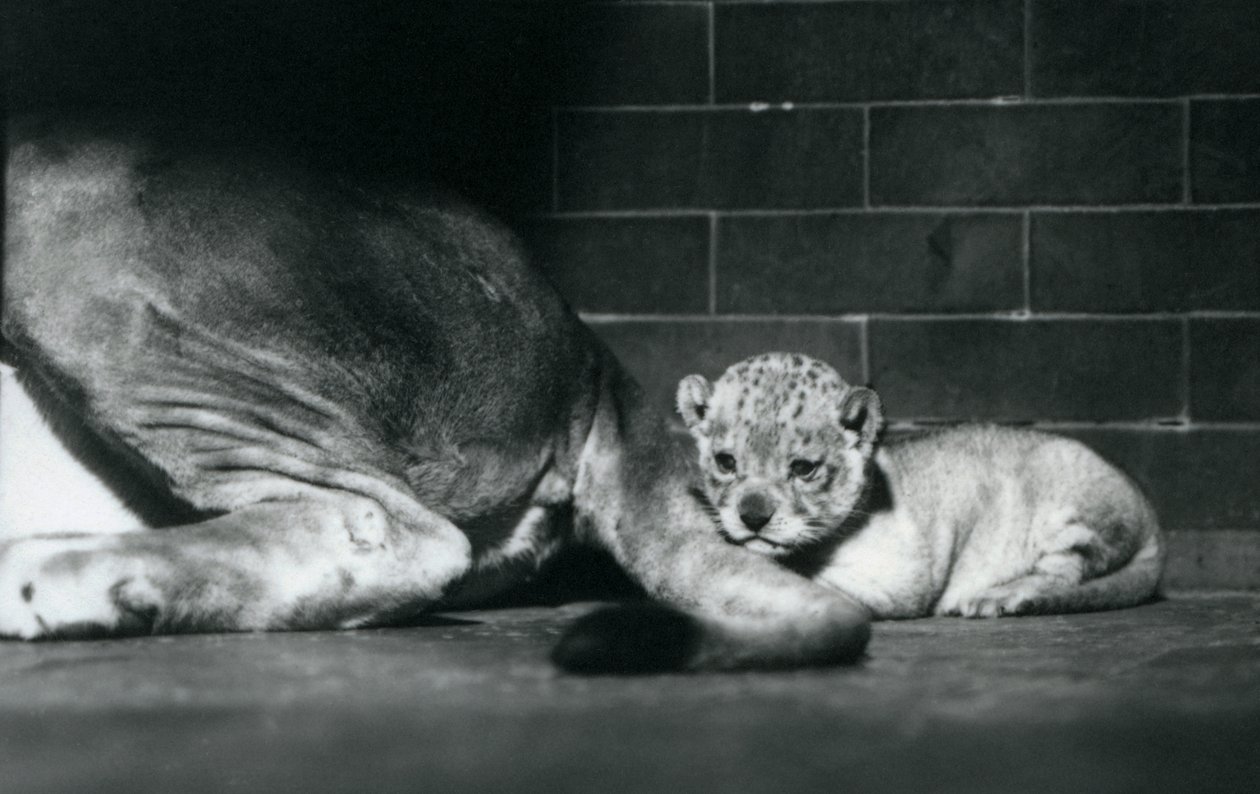 En løveunge lægger sig bag sin mors hale, London Zoo, oktober 1925 af Frederick William Bond