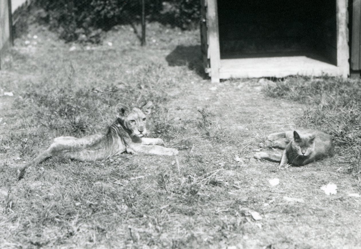 En løveunge liggende på en græsplæne, nær en åben trækasse, med en huskat, London Zoo, juli 1925 af Frederick William Bond