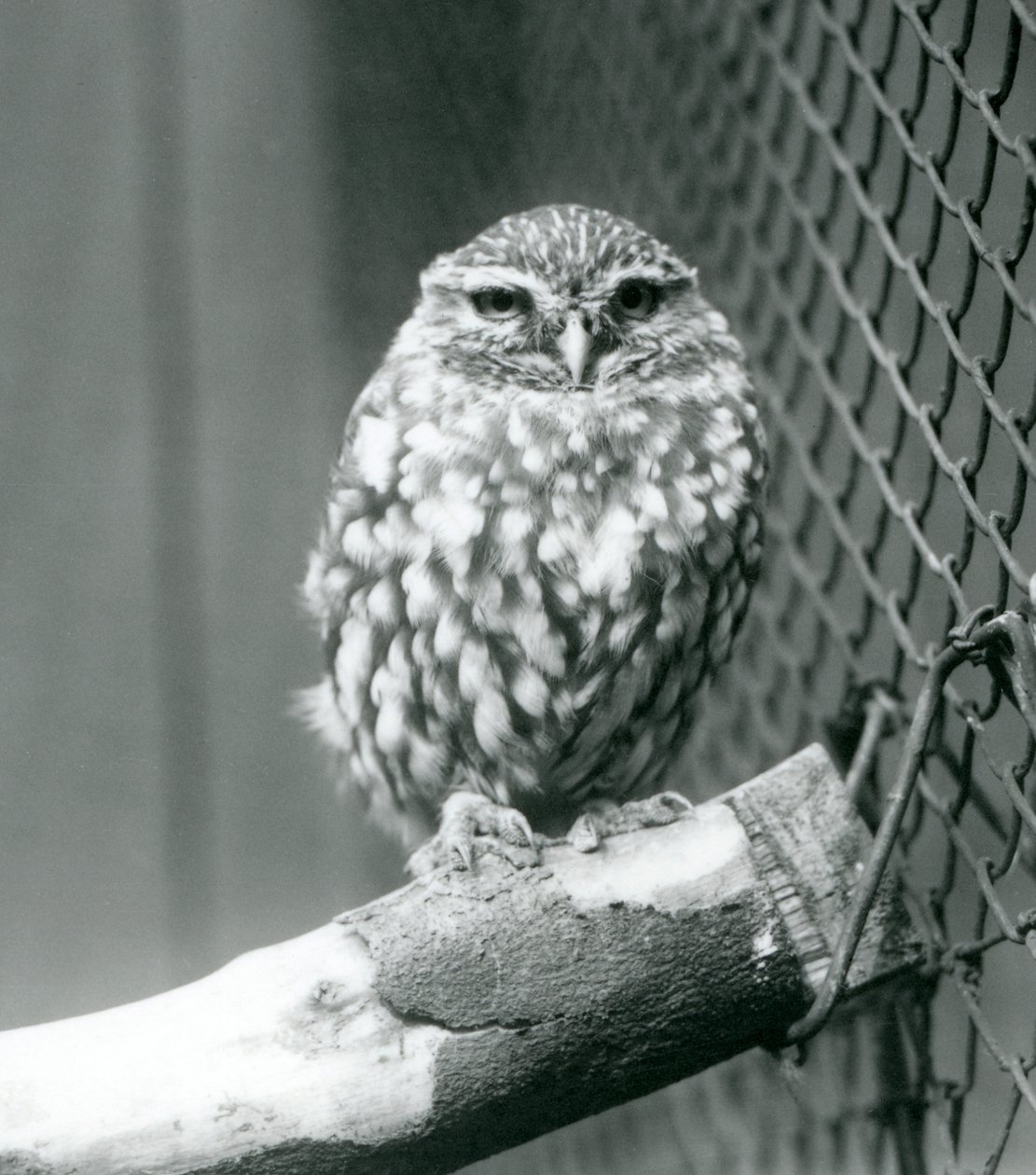 En lille ugle sidder på en gren ved siden af trådnettet i dens indhegning, London Zoo, november 1925 af Frederick William Bond