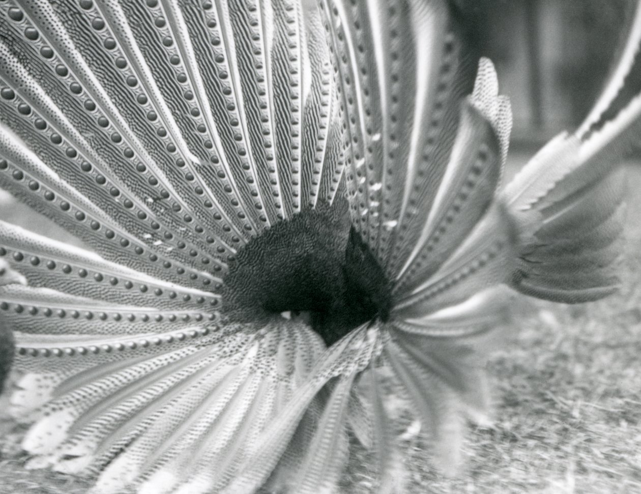 En mandlig Argus Pheasant Great Argus frieri, London Zoo, januar 1926 af Frederick William Bond