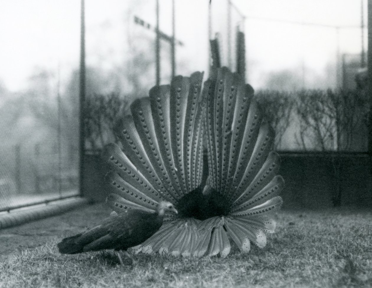 En han Argus Pheasant Great Argus frieri med en kvinde ved siden af ham, London Zoo, januar 1926 af Frederick William Bond