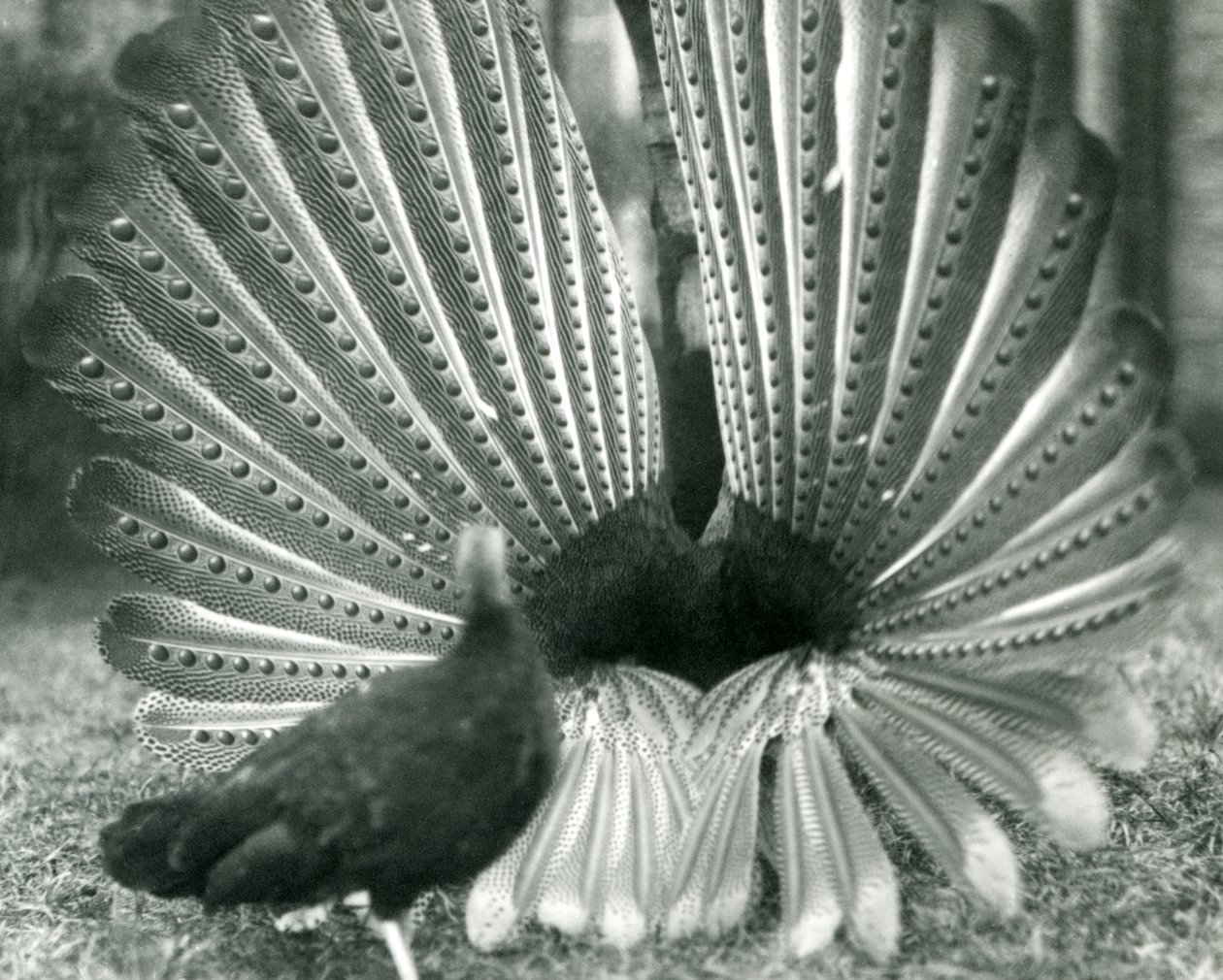 En han Argus Pheasant Great Argus frieri med en kvinde ved siden af ham, London Zoo, januar 1926 af Frederick William Bond