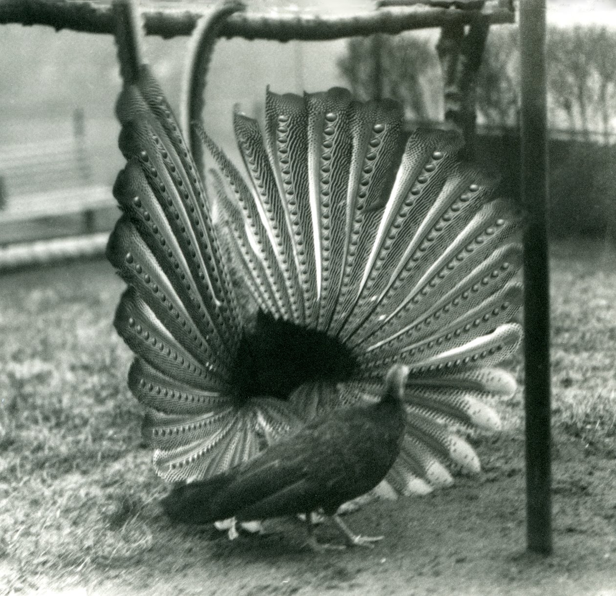 En han Argus Pheasant Great Argus frieri med en kvinde ved siden af ham, London Zoo, januar 1926 af Frederick William Bond