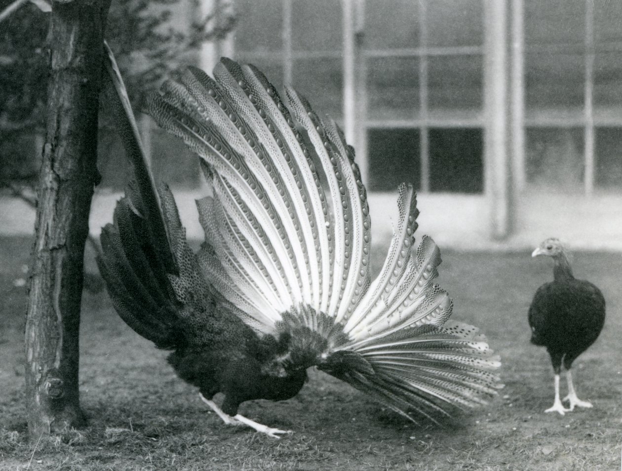 En han Argus Fasan, eller Great Argus, viser sine vinge- og halefjer, mens en hun står foran ham, London Zoo, januar 1926 af Frederick William Bond