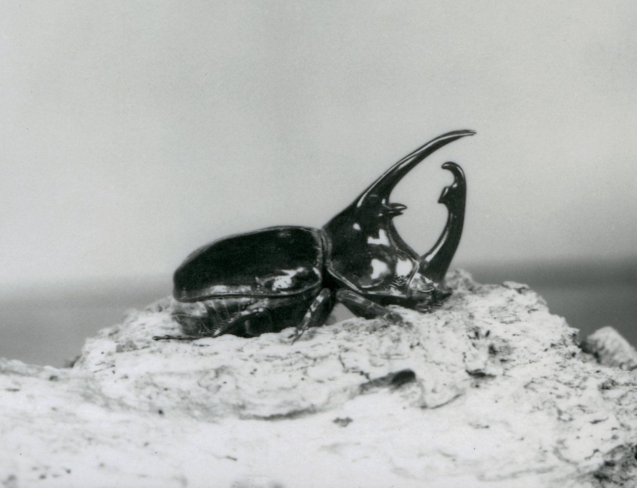 En Atlas Beetle han hviler på bark i London Zoo af Frederick William Bond