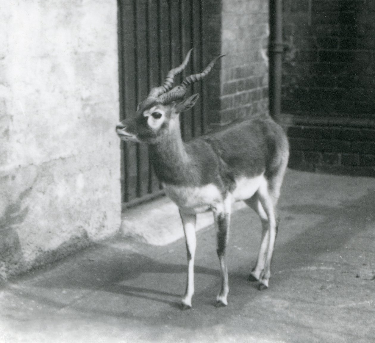 En sortbuk han står i sit indhegning i London Zoo i juni 1925 af Frederick William Bond