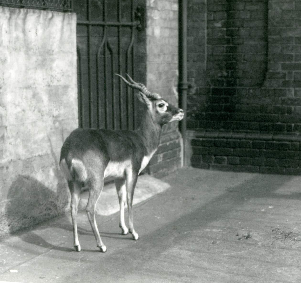 En sortbuk han står i sit indhegning i London Zoo i juni 1925 af Frederick William Bond