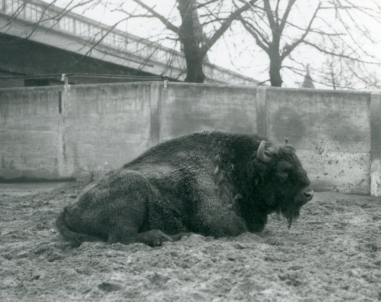En europæisk mandlig bison liggende på græsset i sin fold, London Zoo, 1927 af Frederick William Bond
