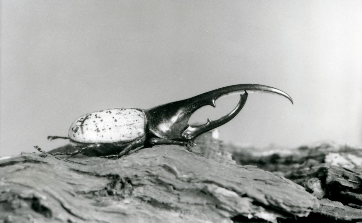 En mandlig Hercules Beetle hviler på bark i London Zoo af Frederick William Bond