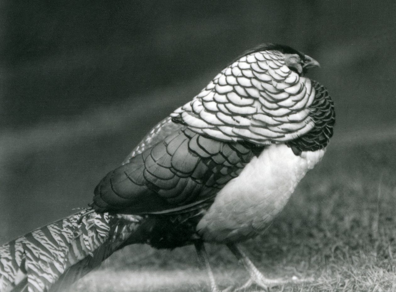 En mandlig Lady Amhersts Fasan, stående på græs, London Zoo af Frederick William Bond