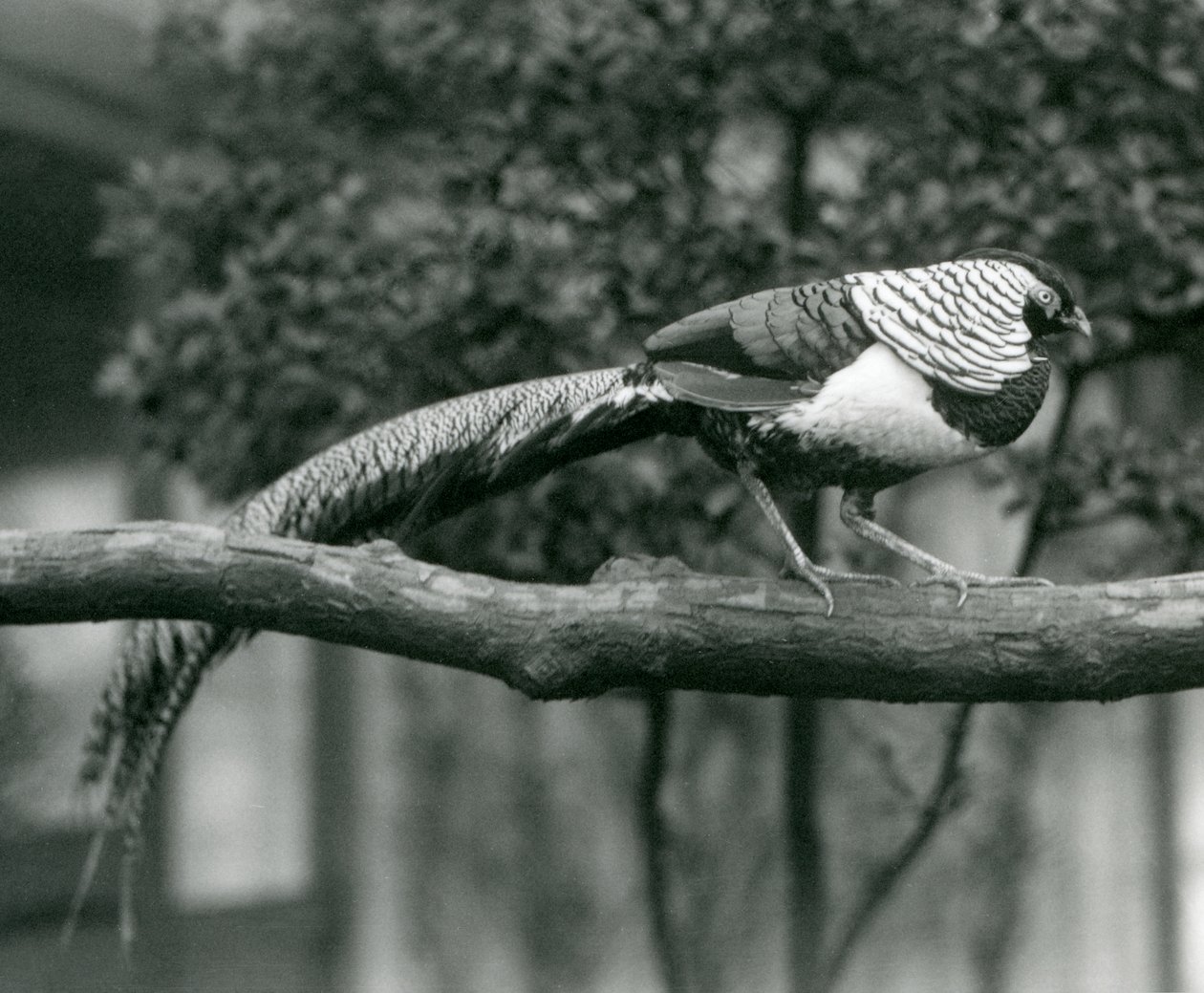 En mandlig Lady Amhersts Fasan, der går langs en vandret gren i London Zoo i 1926 af Frederick William Bond