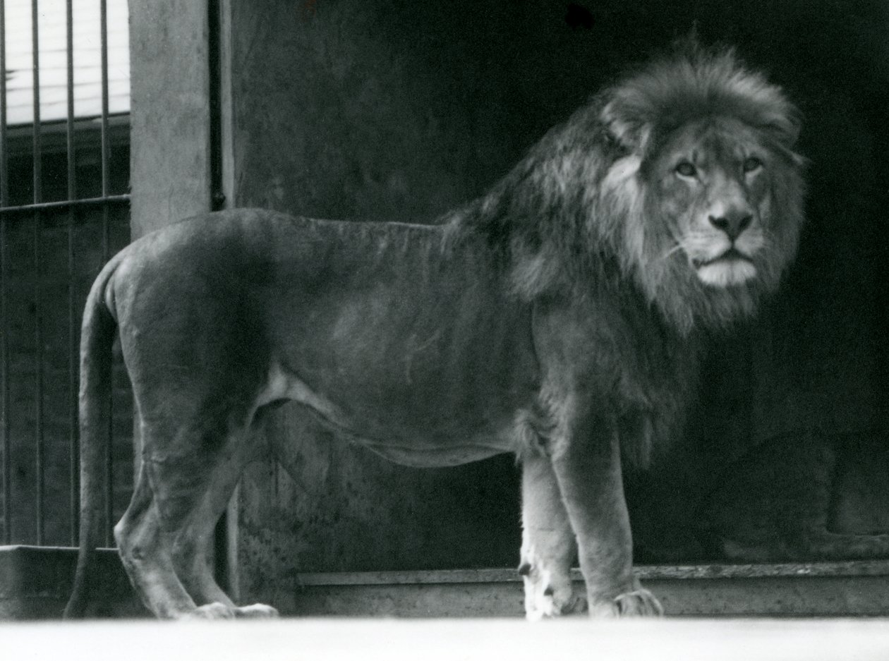 En hanløve i London Zoo, juni 1924 af Frederick William Bond