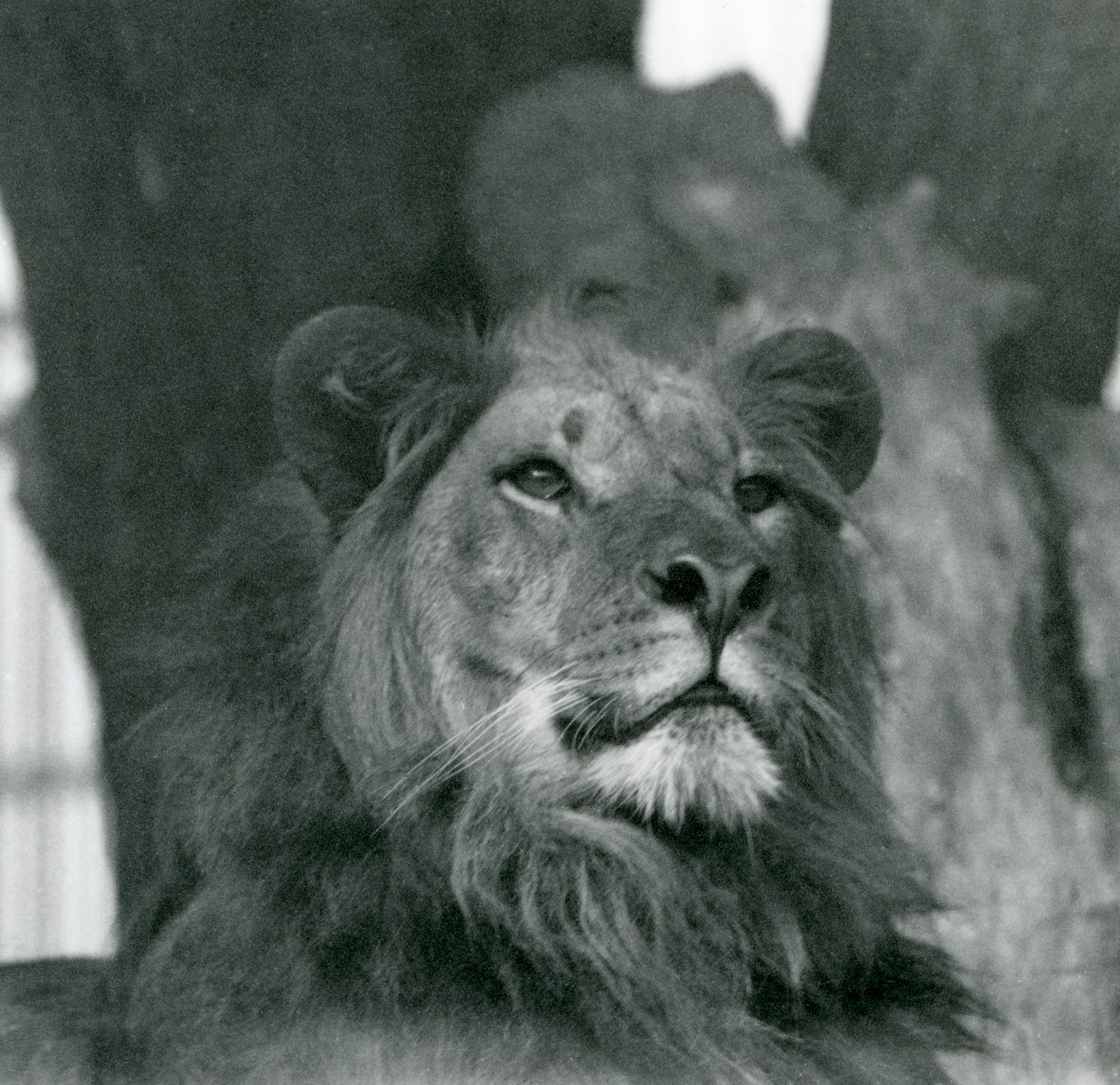En hanløve i London Zoo i 1929 (s/h-billede) af Frederick William Bond