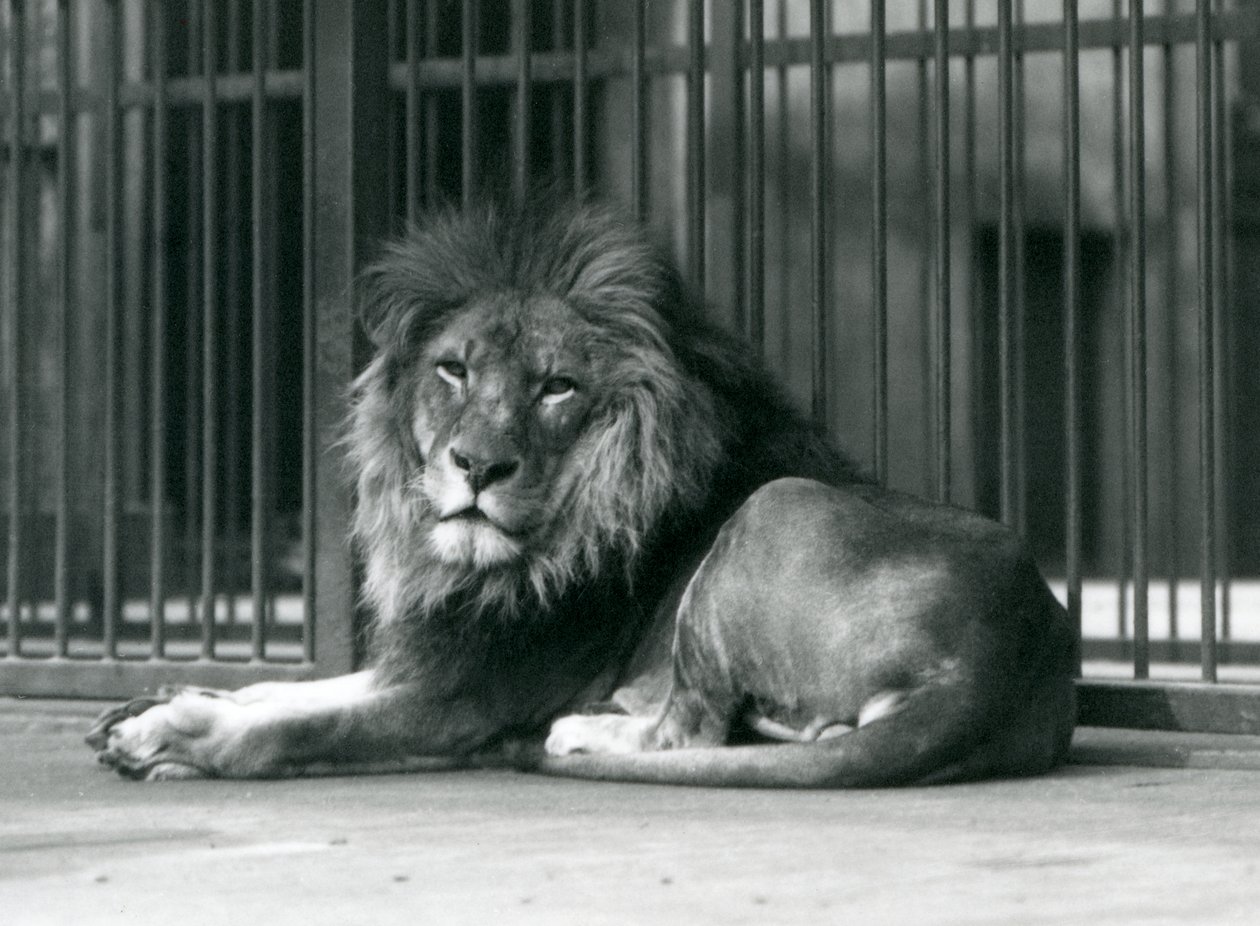 En hanløve liggende mod stængerne i sit indhegning, London Zoo, september 1927 af Frederick William Bond