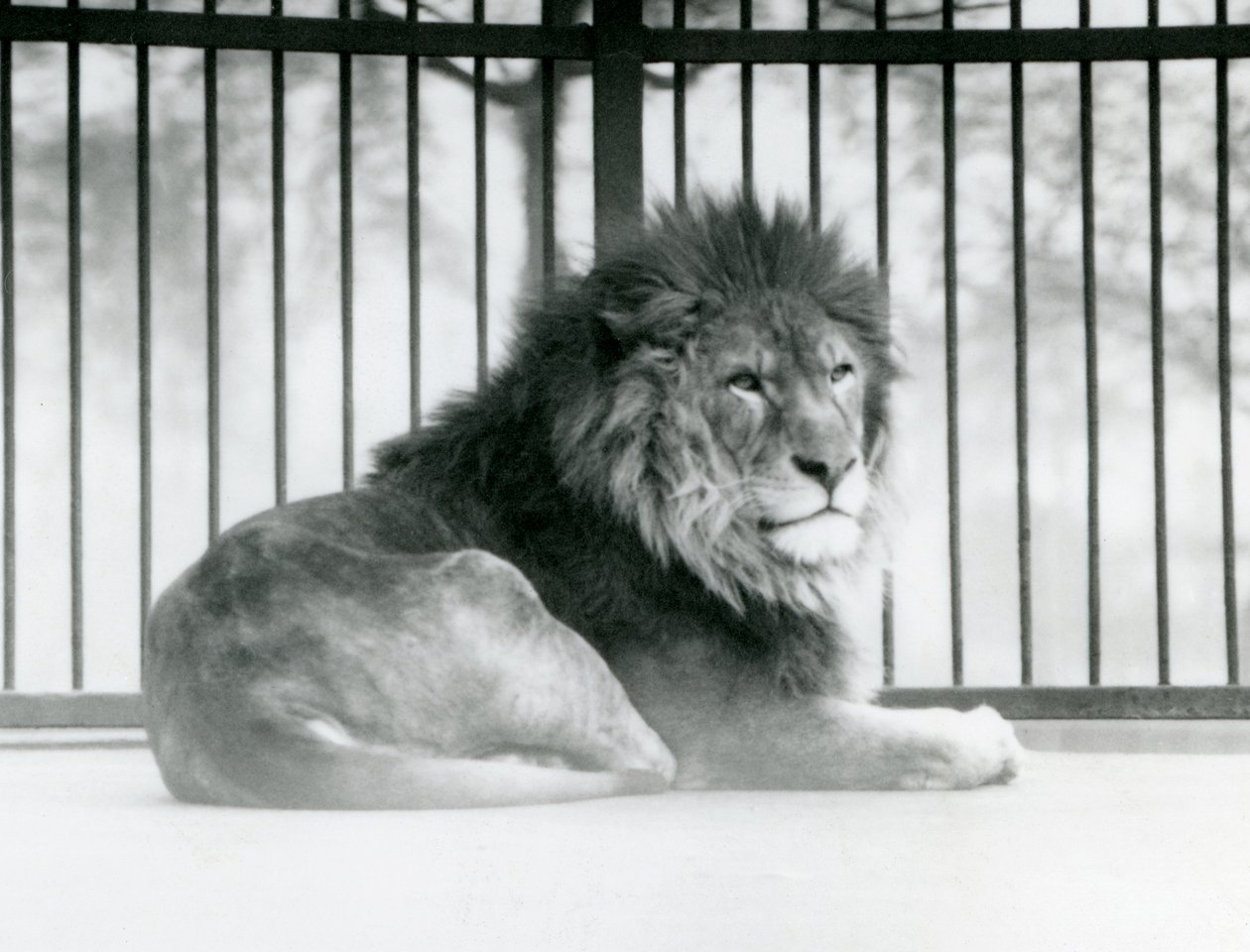 En hanløve hviler i sin indhegning i London Zoo i marts 1925 af Frederick William Bond