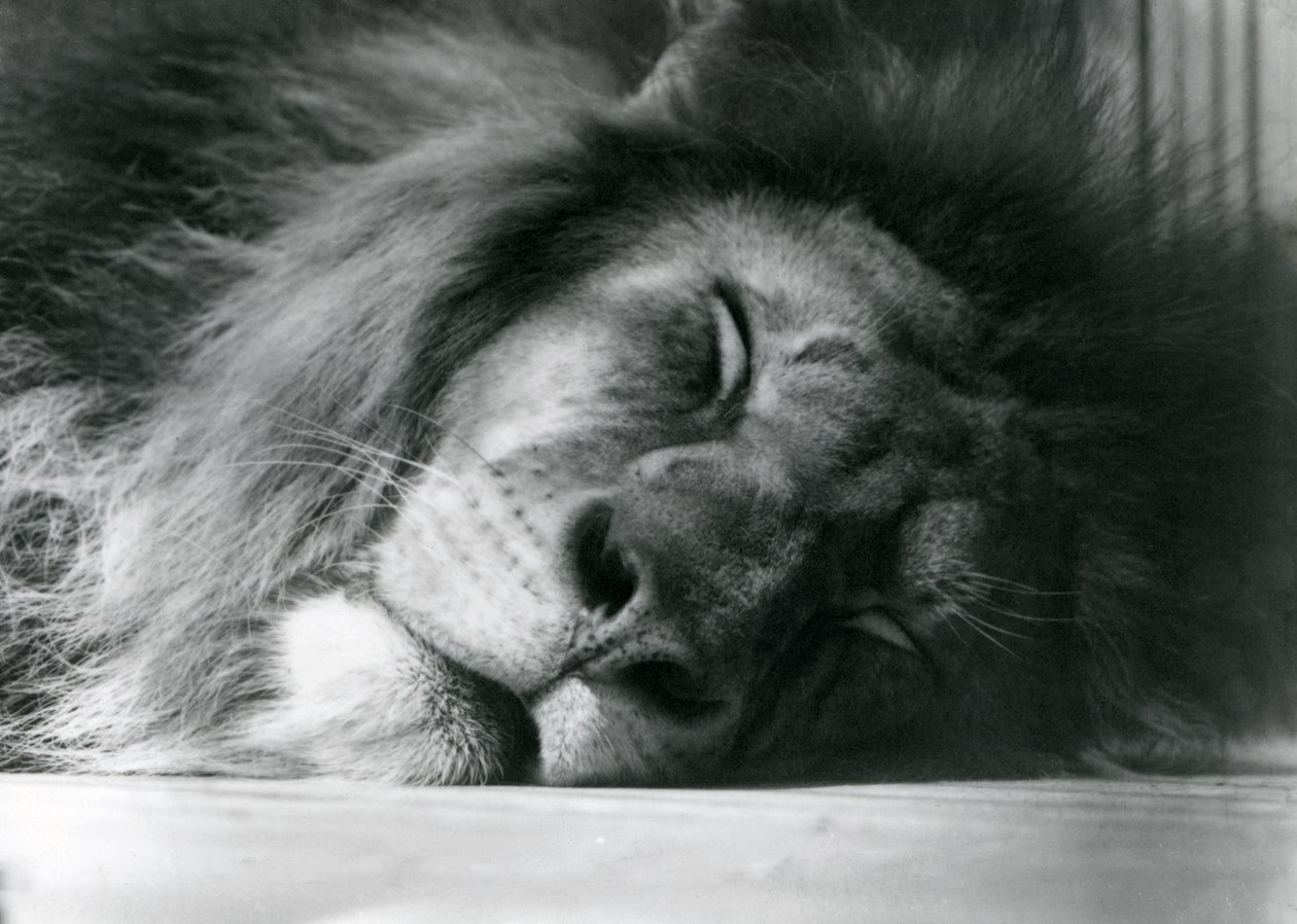 En hanløve sover i sin indhegning i London Zoo i 1924 af Frederick William Bond