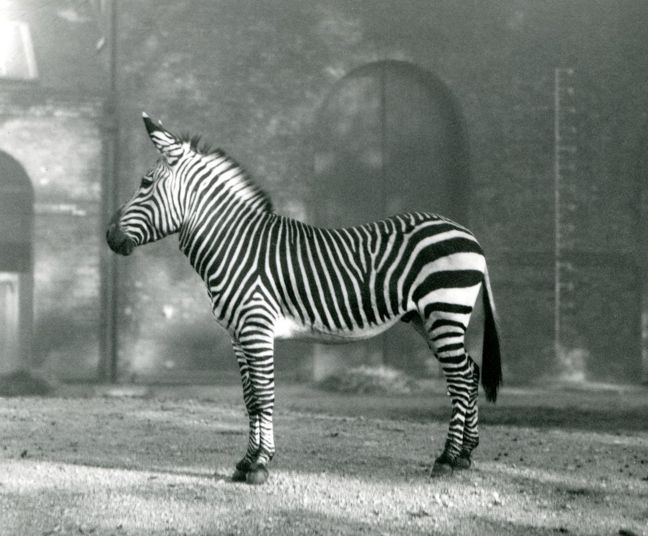 En mandlig Mountain Zebra x Hartmanns Mountain Zebra stående i sin fold i London Zoo i september 1927 af Frederick William Bond