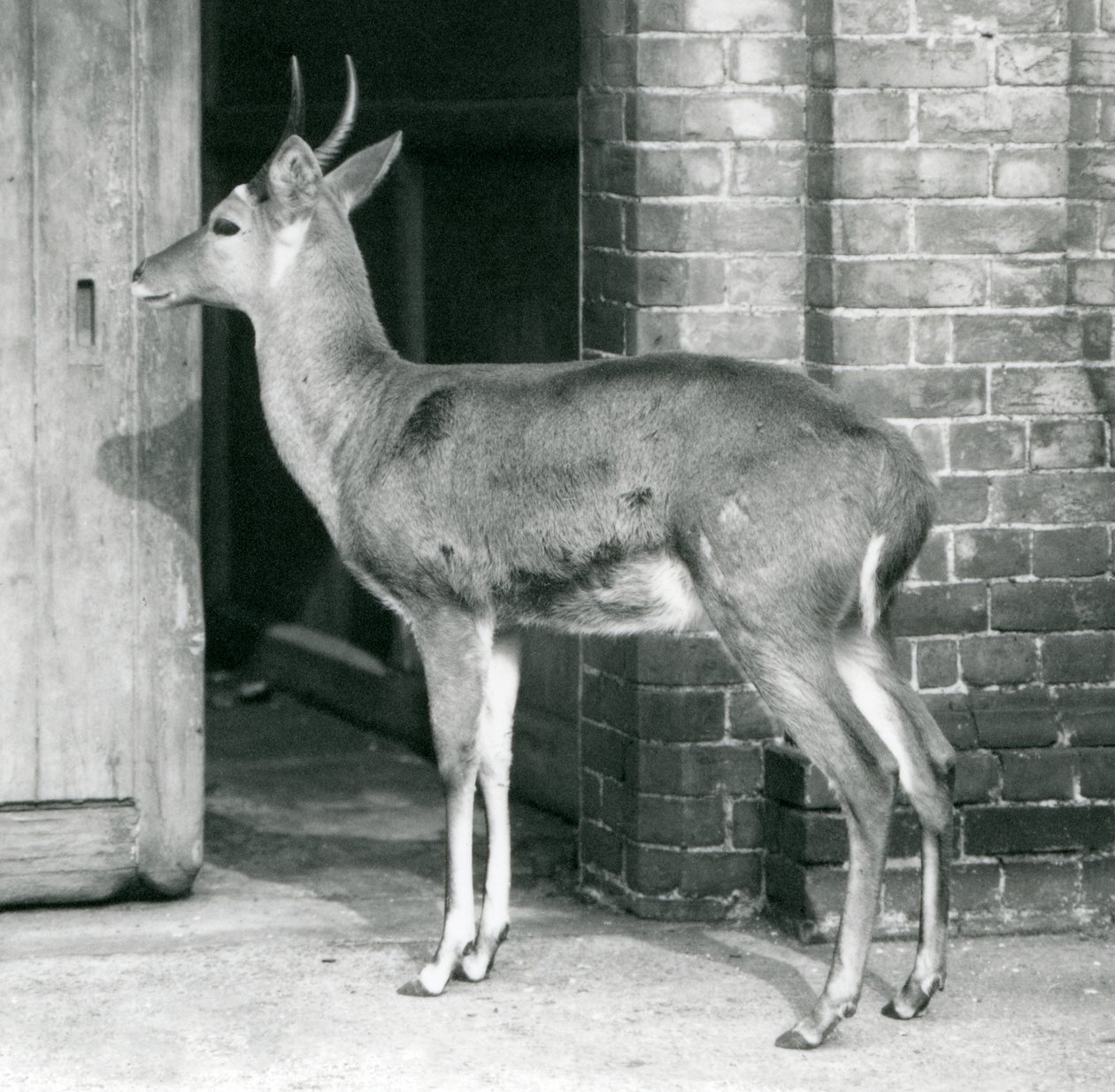En Southern Common Reedbuck eller Reitbok han står ved døren til antilopehuset, London Zoo, 6. oktober 1927 af Frederick William Bond