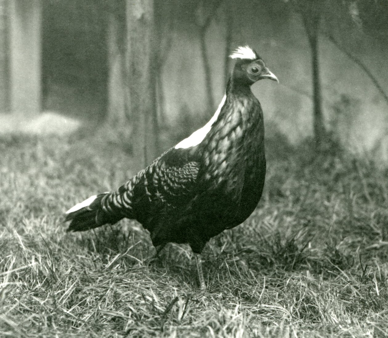 En mandlig Swinhoes-fasan i London Zoo, september 1923 af Frederick William Bond