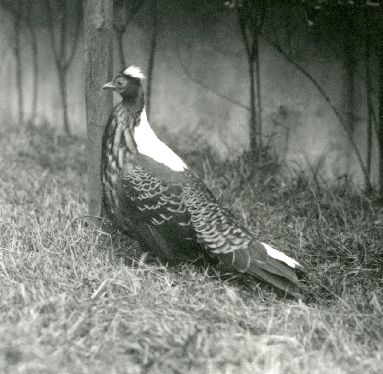 En mandlig Swinhoes-fasan i London Zoo, september 1923 af Frederick William Bond