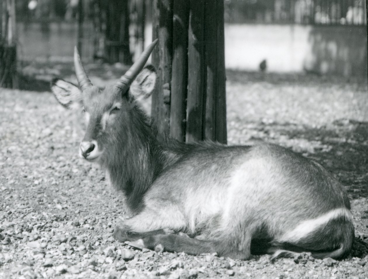 En vandbuk han, Kobus ellipsiprymnus, sidder i sin indhegning i London Zoo, 1920
