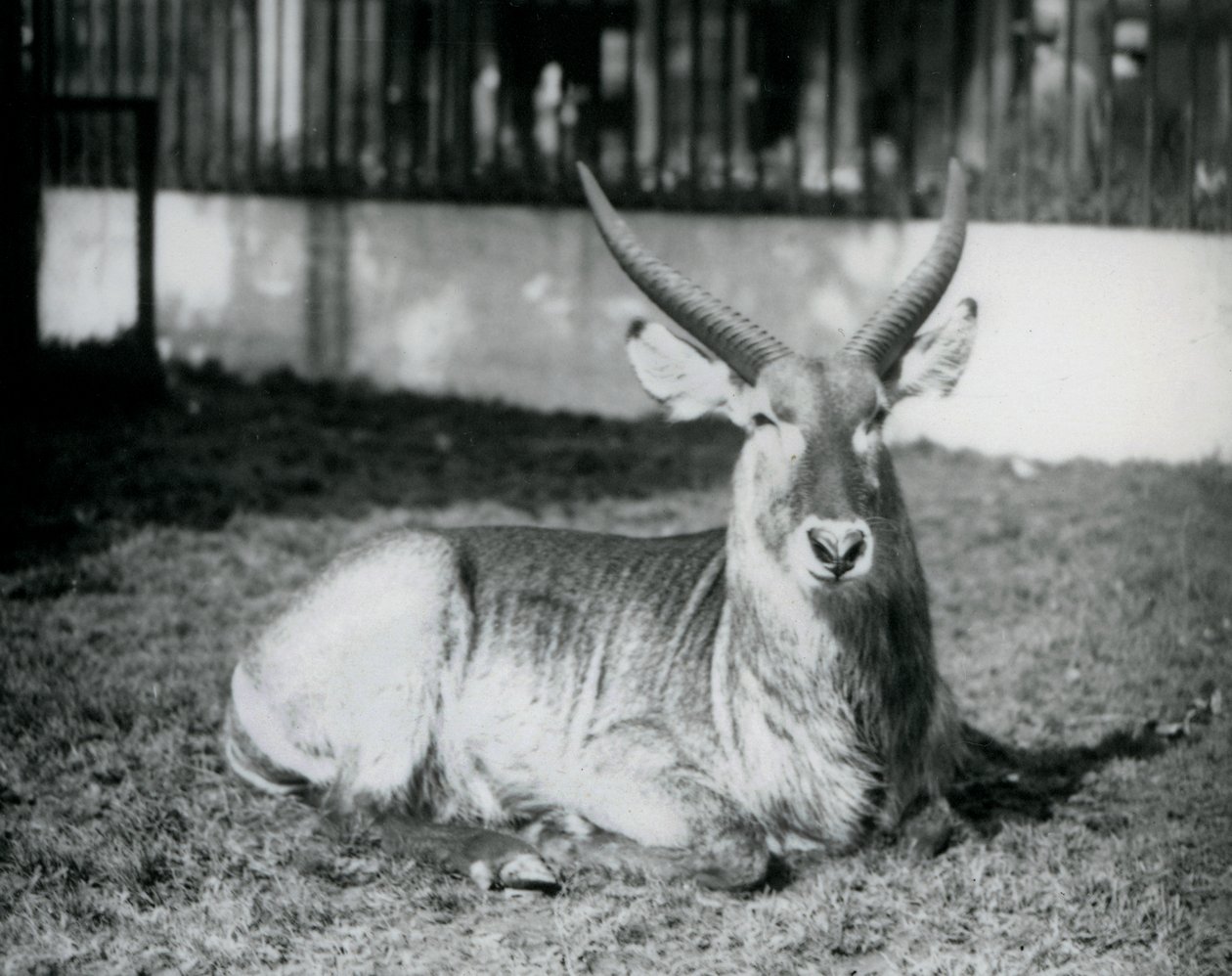 En han vandbuk liggende på græsset i sin fold i London Zoo i 1928 (s/h foto) af Frederick William Bond