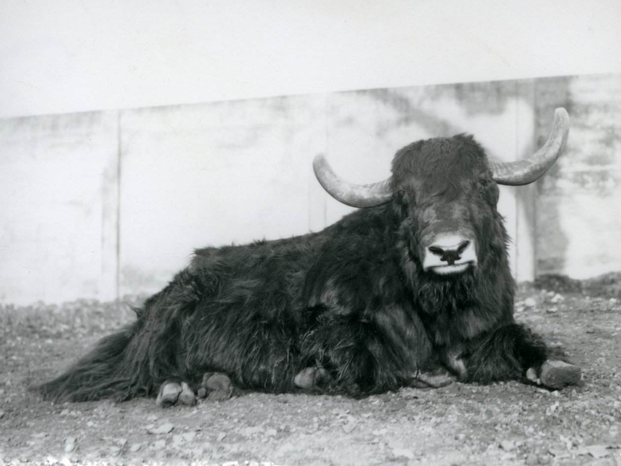 En mandlig Yak liggende i sin indhegning i London Zoo i 1928 (s/h foto) af Frederick William Bond