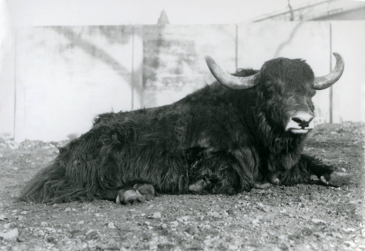 En mandlig Yak liggende i sit indhegning i London Zoo i august 1928 (s/h foto) af Frederick William Bond
