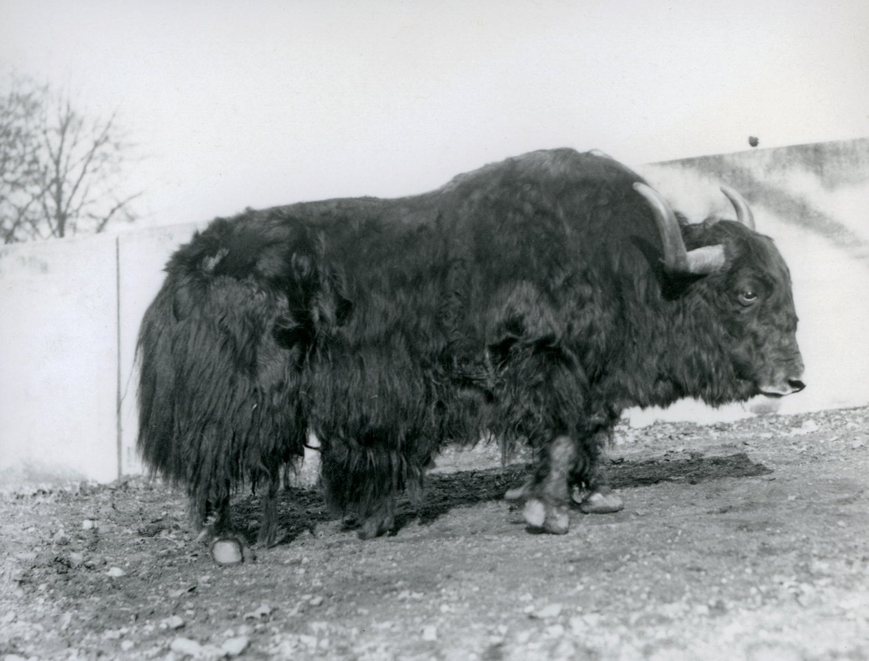 En mandlig yak står i sin fold i London Zoo i 1928 (s/h foto) af Frederick William Bond