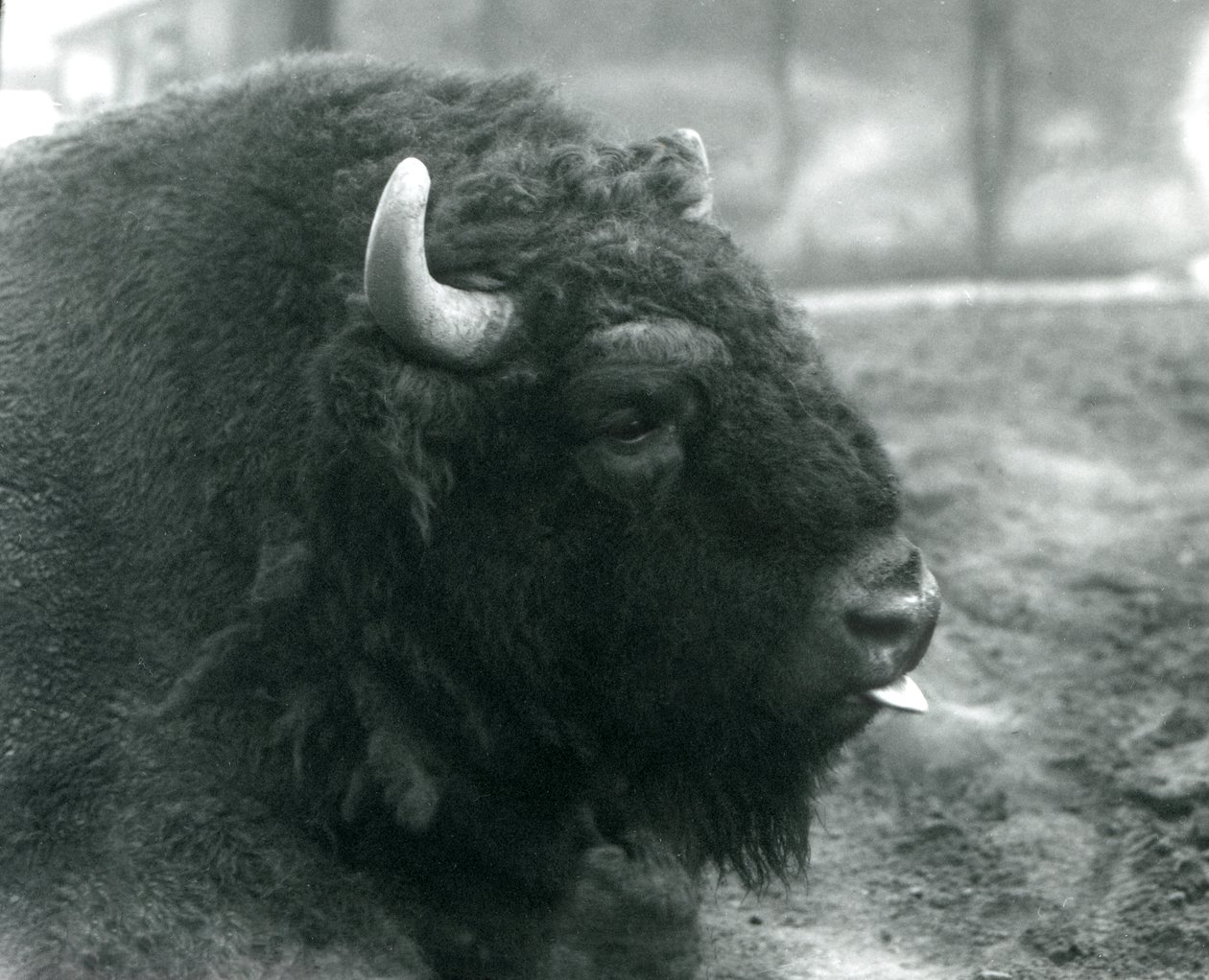 En han/tyr europæisk bison, London Zoo, februar 1928 (s/h foto) af Frederick William Bond
