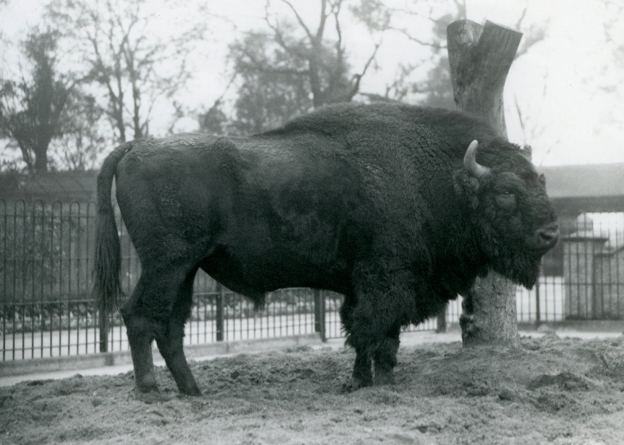 En europæisk bison hane stående på græsset i sin fold. London Zoo, oktober 1927. De sårbare europæiske bisoner er også kendt som Wisent eller European Wood Bison. af Frederick William Bond