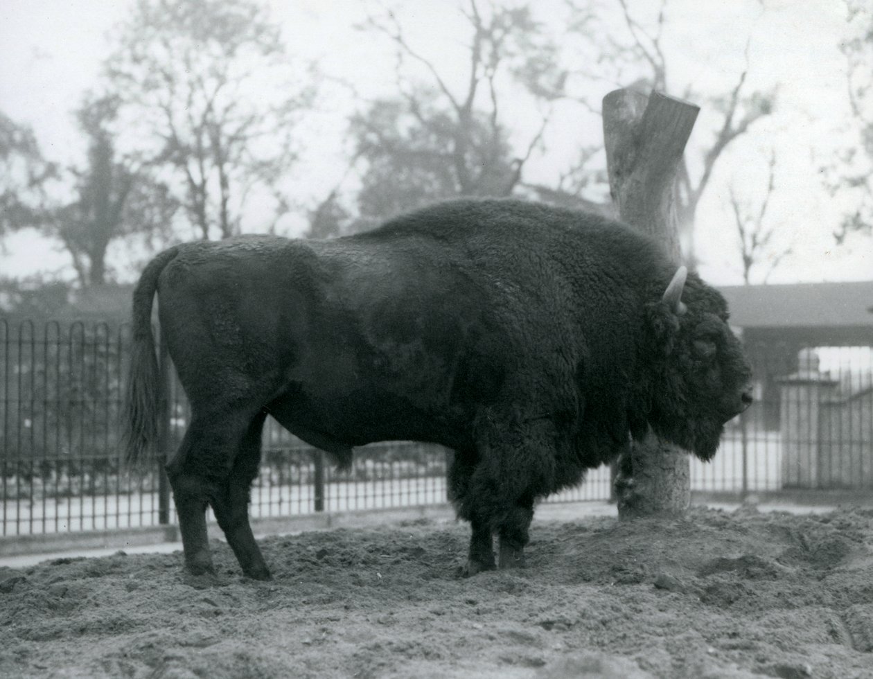 En europæisk bison hane stående på græsset i sin fold. London Zoo, oktober 1927. De sårbare europæiske bisoner er også kendt som Wisent eller European Wood Bison. af Frederick William Bond