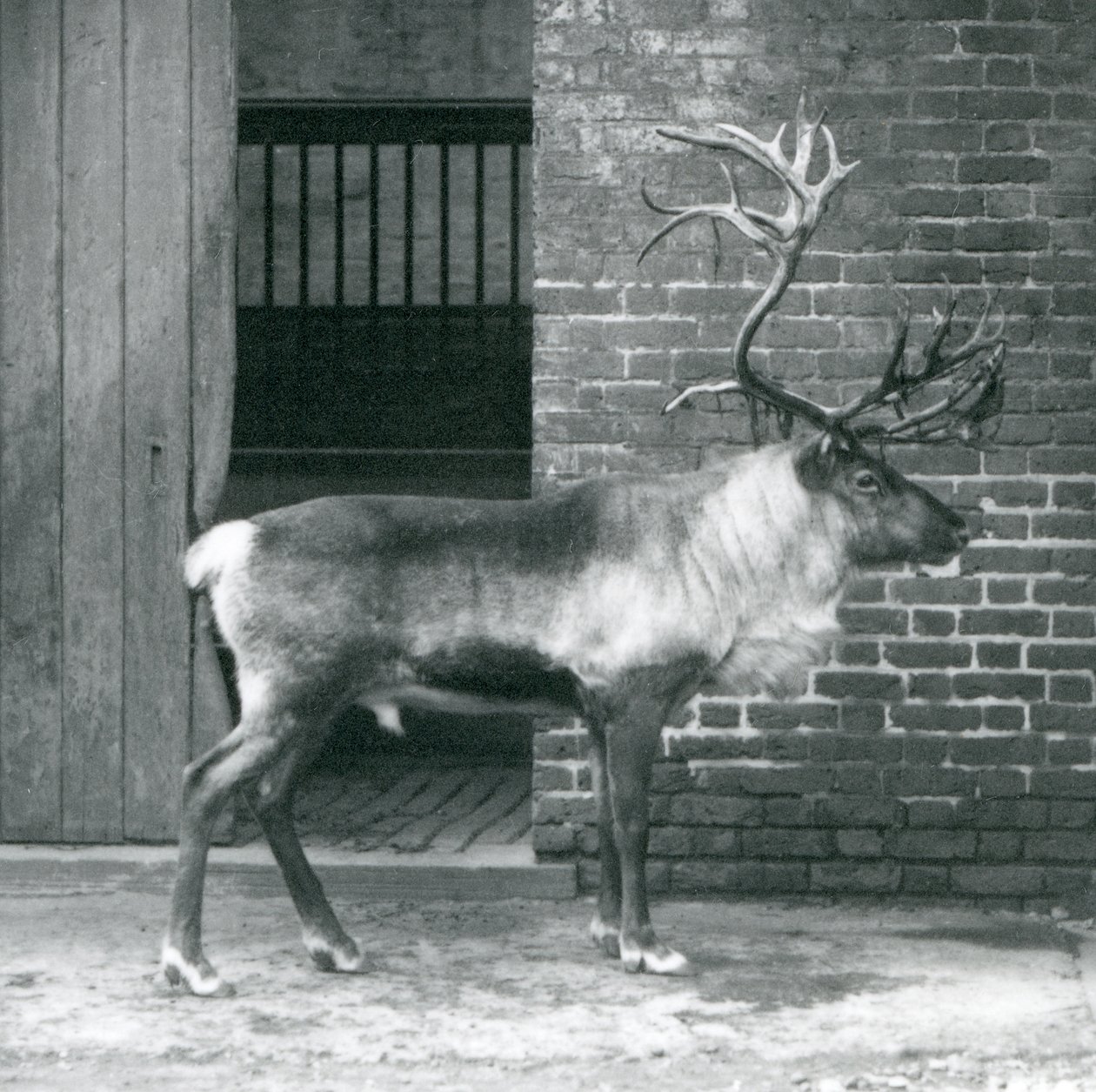 En moden rensdyrhjort står i sin fold i London Zoo i 1925 af Frederick William Bond