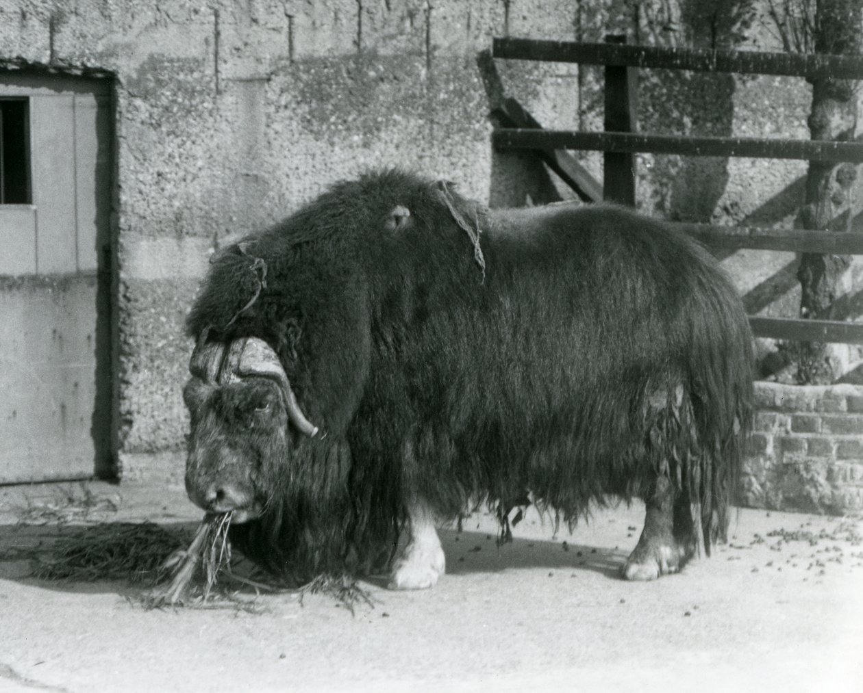 En moden tyr Moskusokse, også stavet Moskusokse og Moskusokse stående, spiser i sin fold i London Zoo i 1931 (s/h foto) af Frederick William Bond