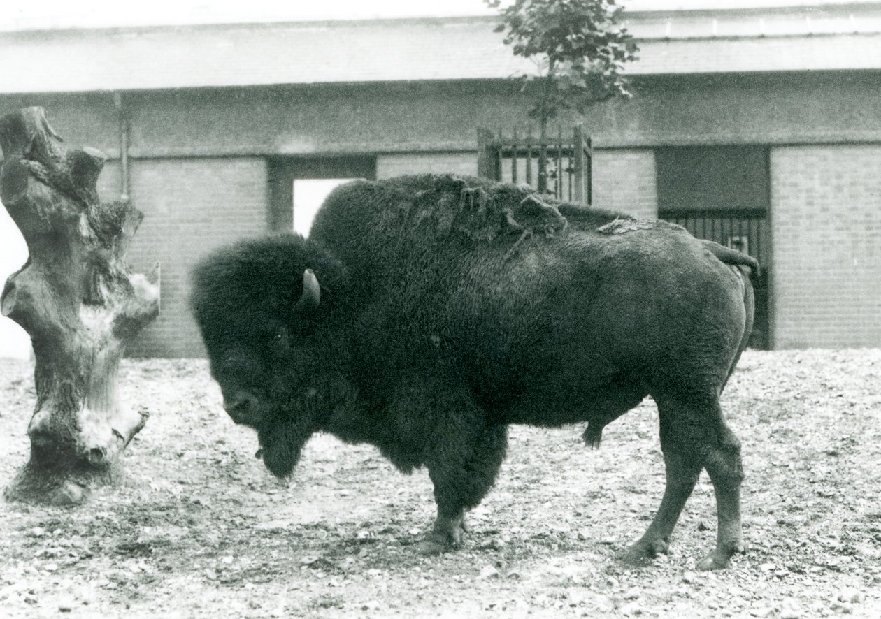 En næsten truet amerikansk Bison Buffalo-tyr stående i sin fold, London Zoo, 1927 af Frederick William Bond