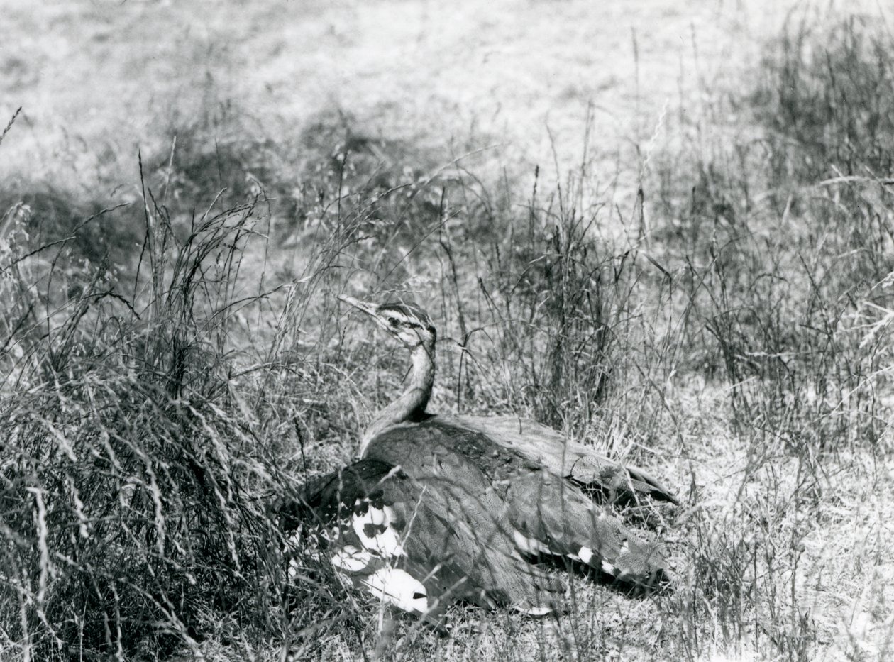 En næsten truet arabisk trappe spreder sine vinger tæt ved jorden i et stykke højt græs, London Zoo, juli 1925 af Frederick William Bond