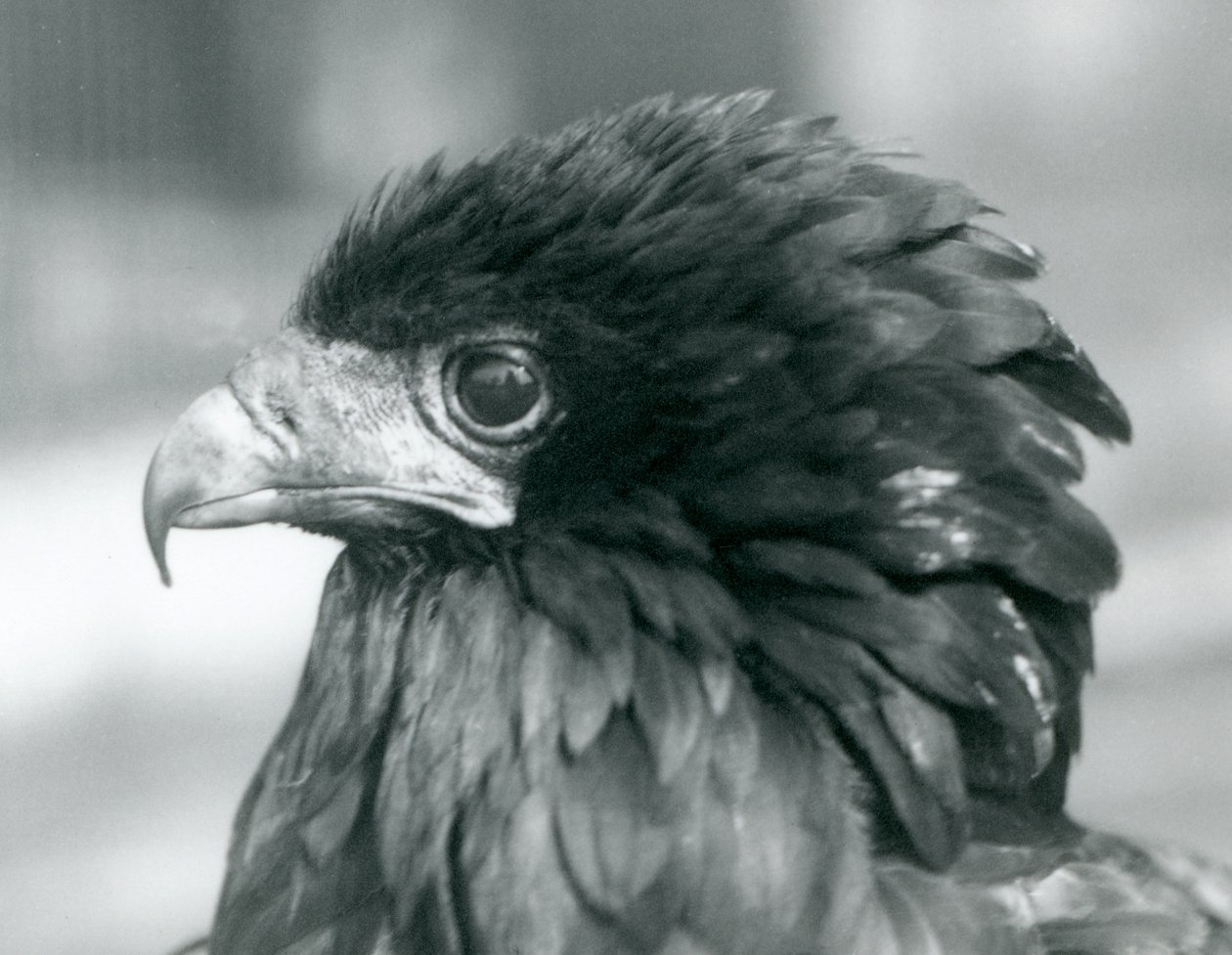 En næsten truet Bateleur-ørn i London Zoo i 1927 af Frederick William Bond