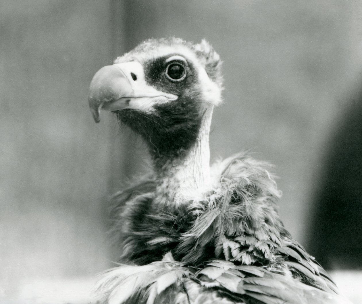En næsten truet eurasisk sortgrib i London Zoo, juli 1926 af Frederick William Bond