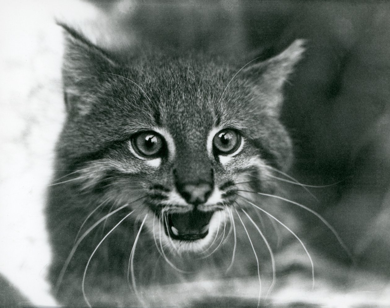 En næsten truet Pampas Cat/Pantanal Cat/Colocolo i London Zoo i 1929 (s/h foto) af Frederick William Bond