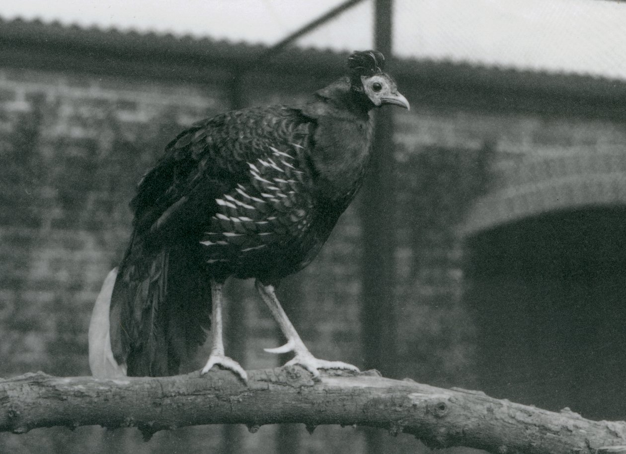 En nærmest truet Viellots-brandbæger, der står på en gren, London Zoo, 1927 af Frederick William Bond