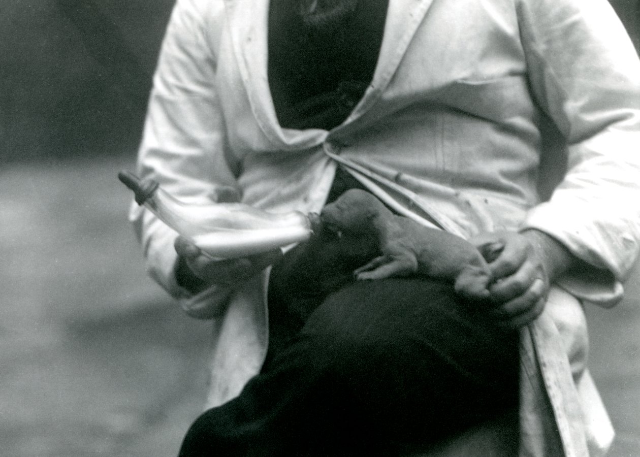 En nyfødt løveunge bliver flaskefodret af sin dyrepasser, London Zoo, 1923 af Frederick William Bond