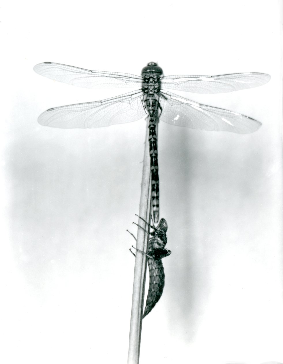 En nyligt opstået guldringet guldsmede tørrer sine vinger, mens den hviler på et siv over sin tomme larveskal eller exuvia, London Zoo, 1925 af Frederick William Bond